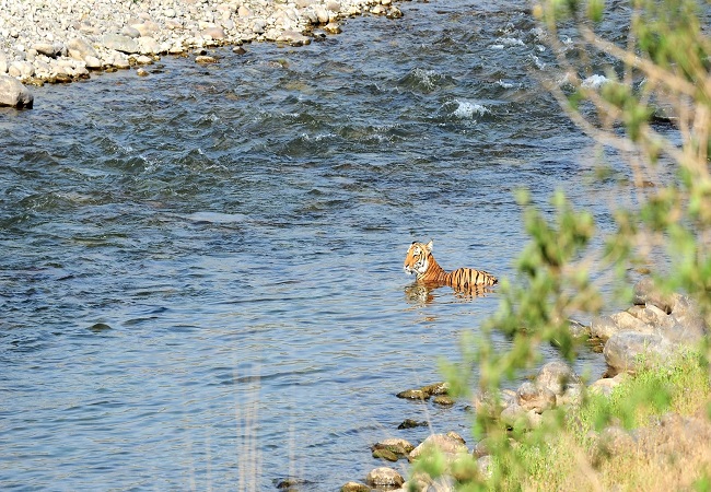 Jim Corbett National Park Package