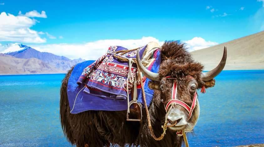 6 Days Leh Ladakh Trip